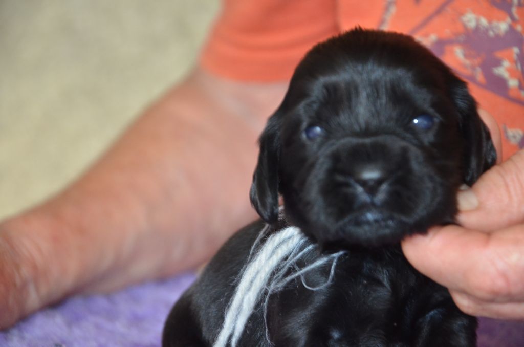 du Rieu-Grand - Chiots disponibles - Cocker Spaniel Anglais