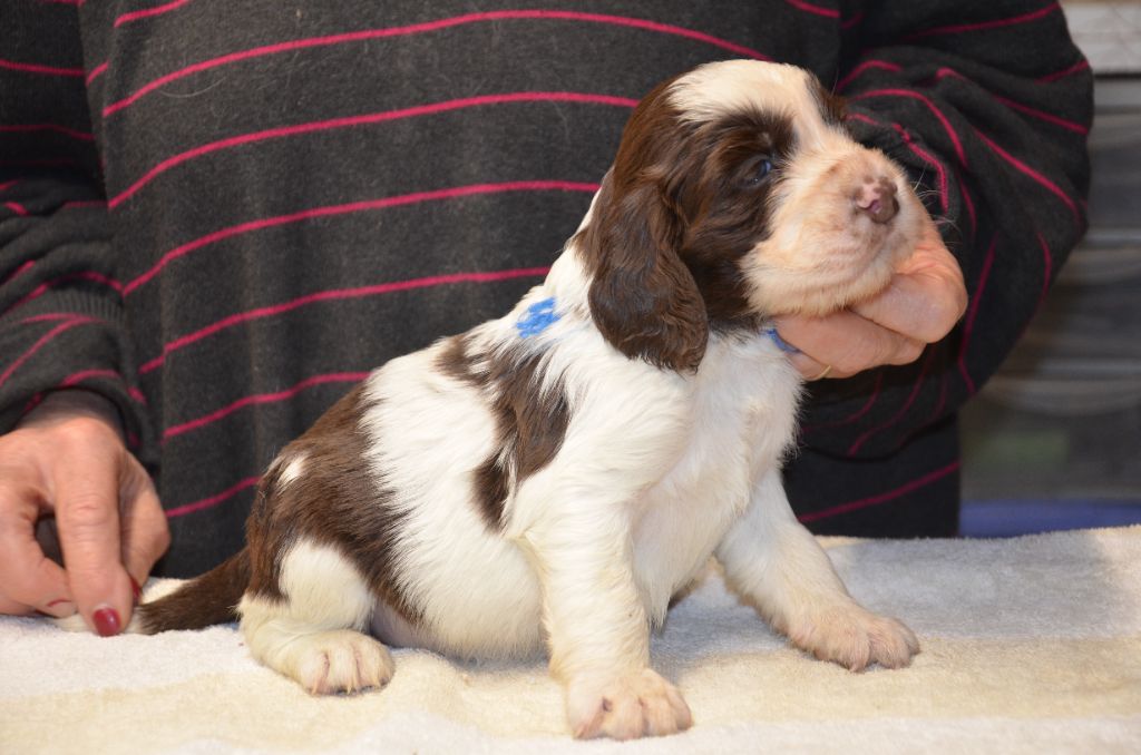 du Rieu-Grand - Chiots disponibles - English Springer Spaniel