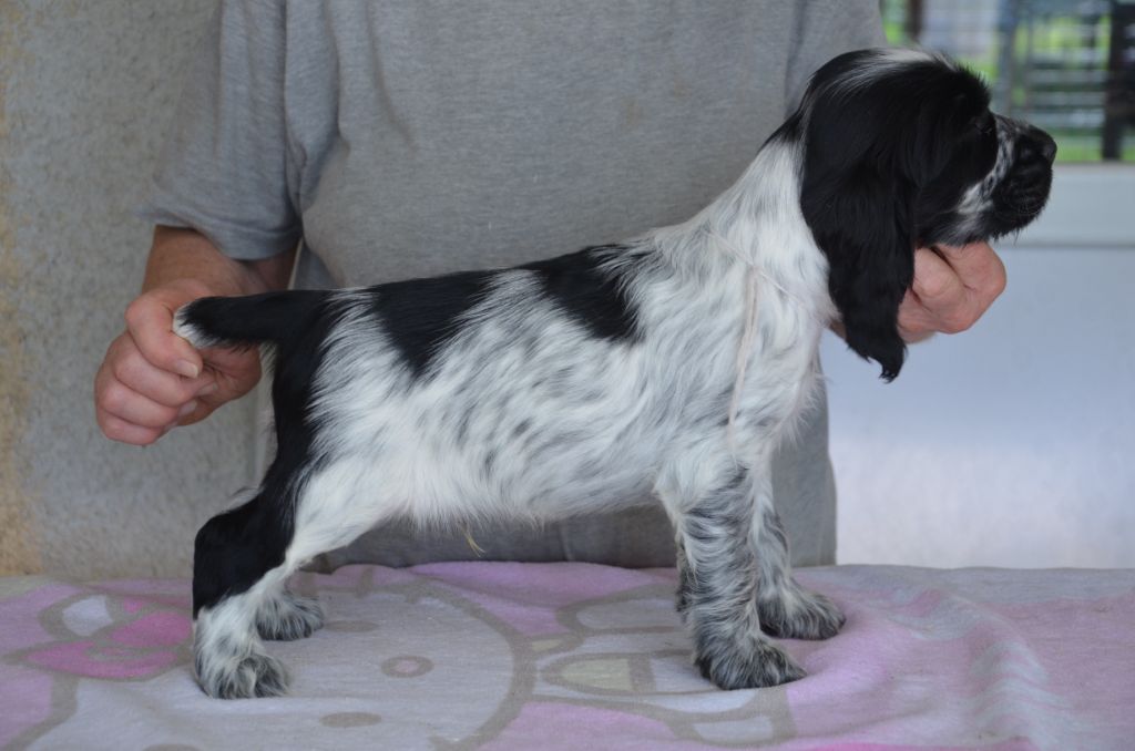 Chiot Cocker Spaniel Anglais du Rieu-Grand