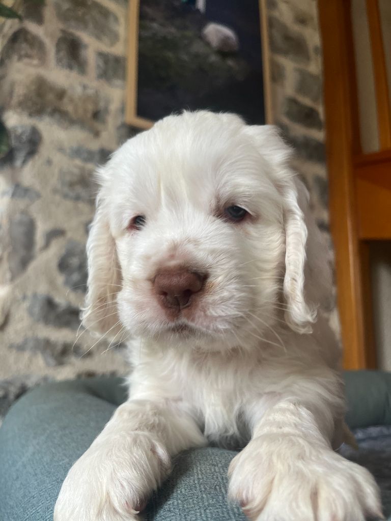 du Rieu-Grand - Chiots disponibles - Clumber Spaniel