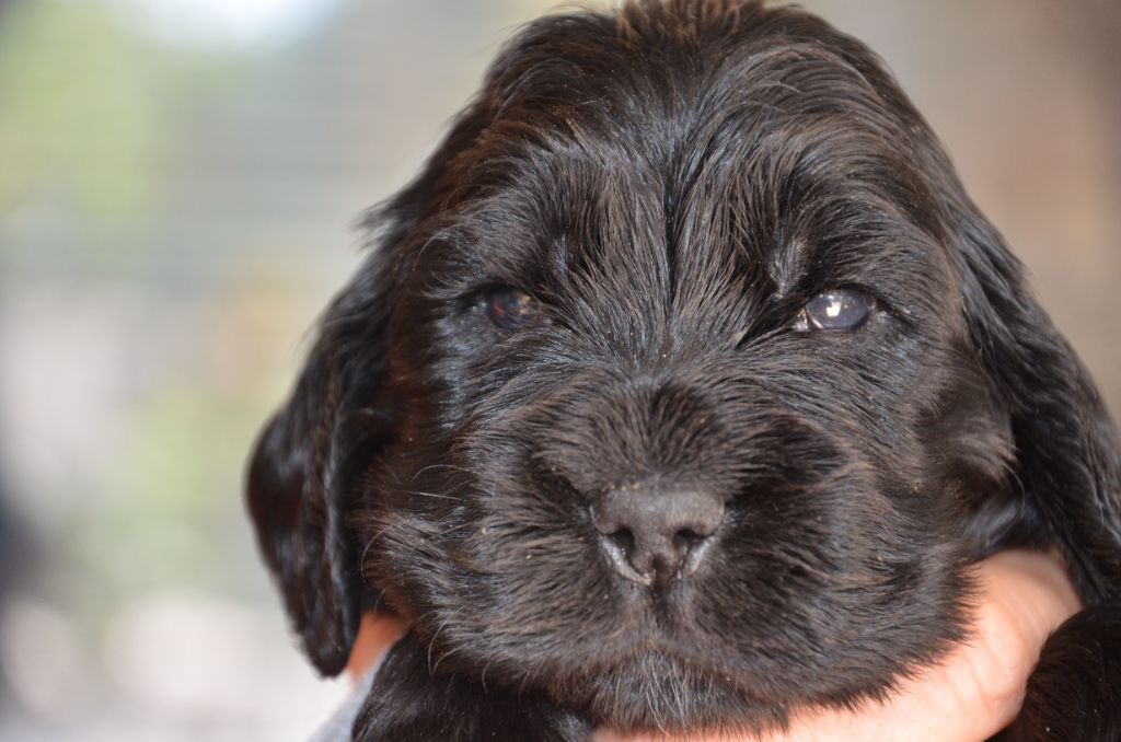 du Rieu-Grand - Chiots disponibles - Cocker Spaniel Anglais