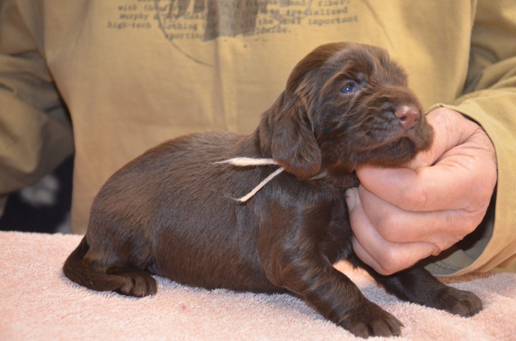 du Rieu-Grand - Chiots disponibles - Field Spaniel