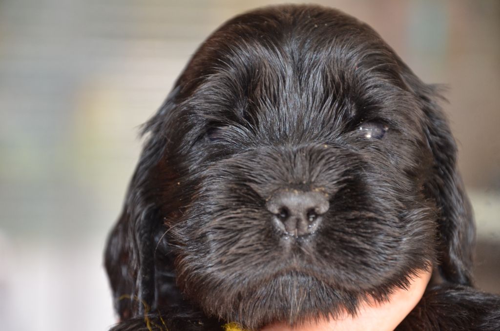 du Rieu-Grand - Chiots disponibles - Cocker Spaniel Anglais