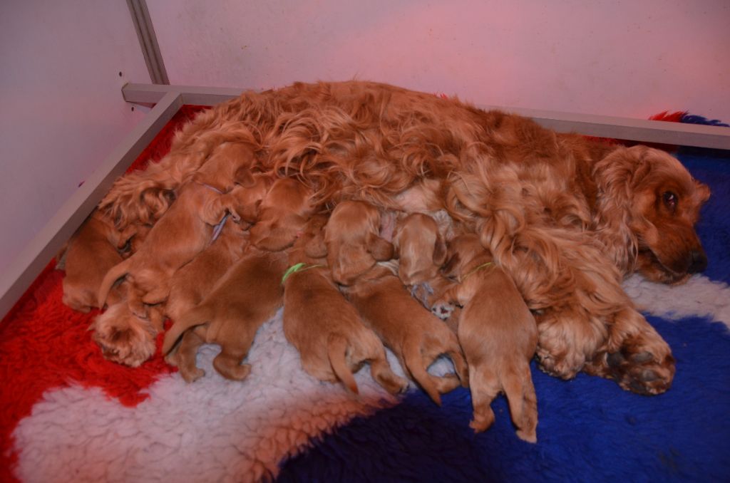 du Rieu-Grand - Chiots disponibles - Cocker Spaniel Anglais