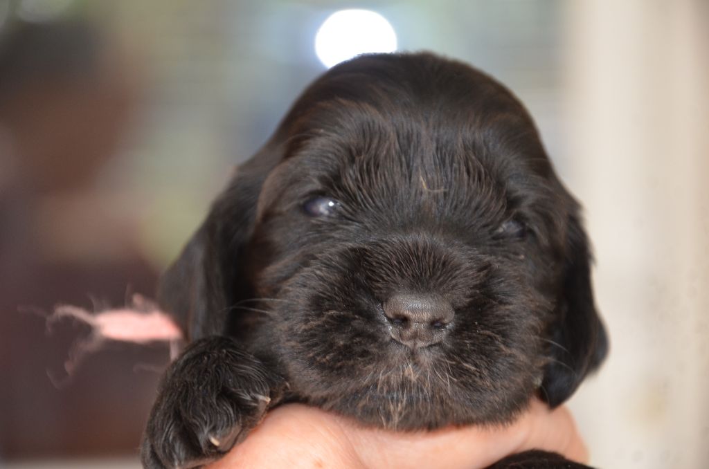du Rieu-Grand - Chiots disponibles - Cocker Spaniel Anglais