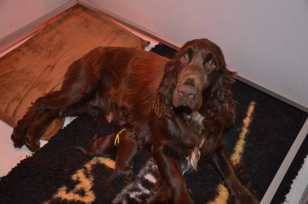 du Rieu-Grand - Chiots disponibles - Field Spaniel