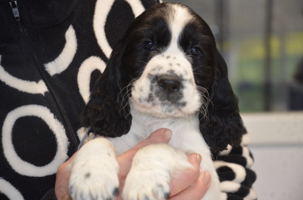 Chiot English Springer Spaniel du Rieu-Grand