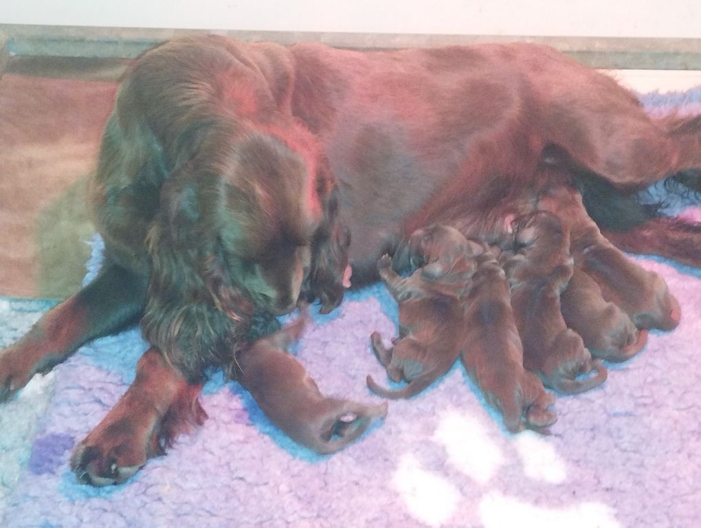 du Rieu-Grand - Field Spaniel - Portée née le 12/10/2025