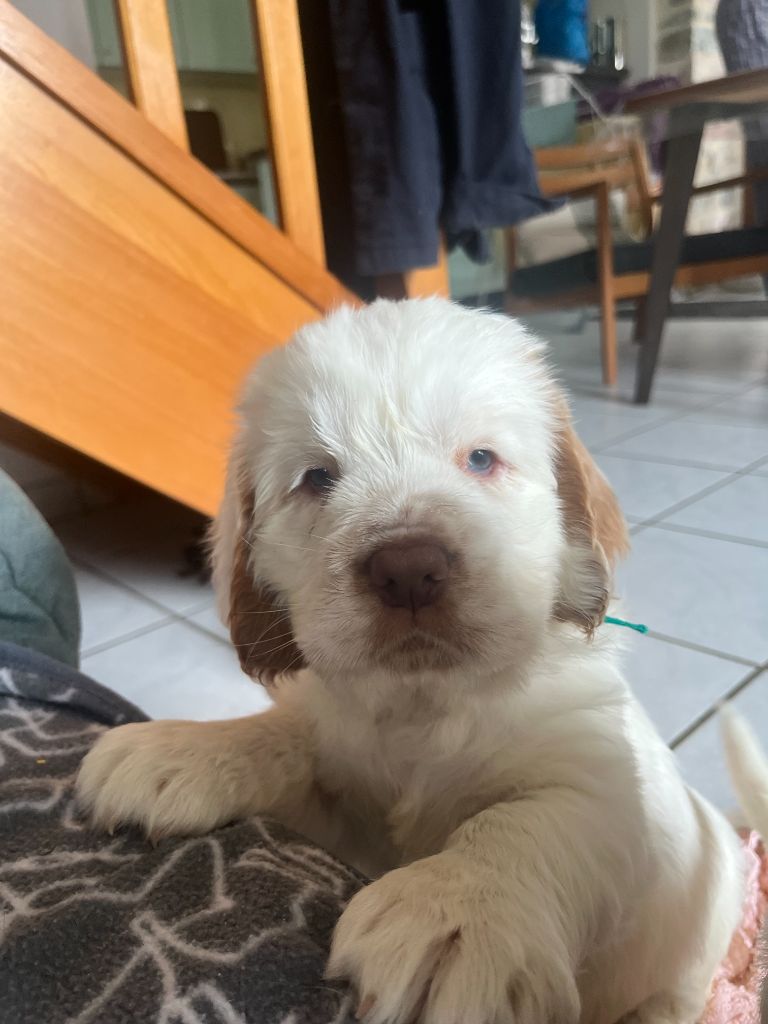 du Rieu-Grand - Chiots disponibles - Clumber Spaniel