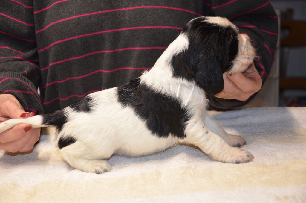 du Rieu-Grand - Chiots disponibles - English Springer Spaniel