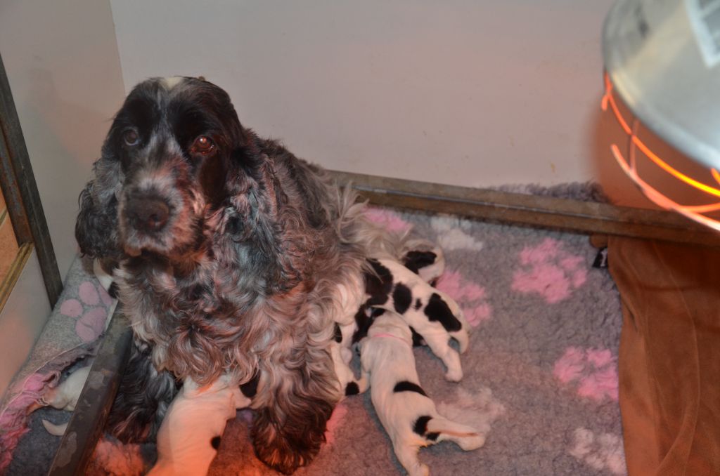 du Rieu-Grand - Chiots disponibles - Cocker Spaniel Anglais