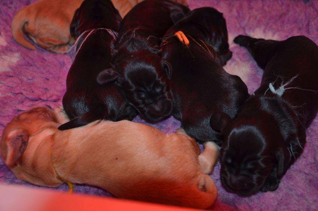 du Rieu-Grand - Chiots disponibles - Cocker Spaniel Anglais