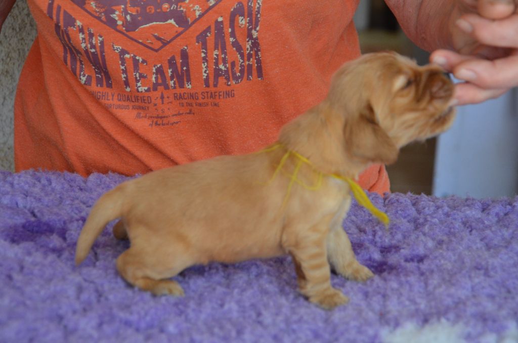 du Rieu-Grand - Chiots disponibles - Cocker Spaniel Anglais