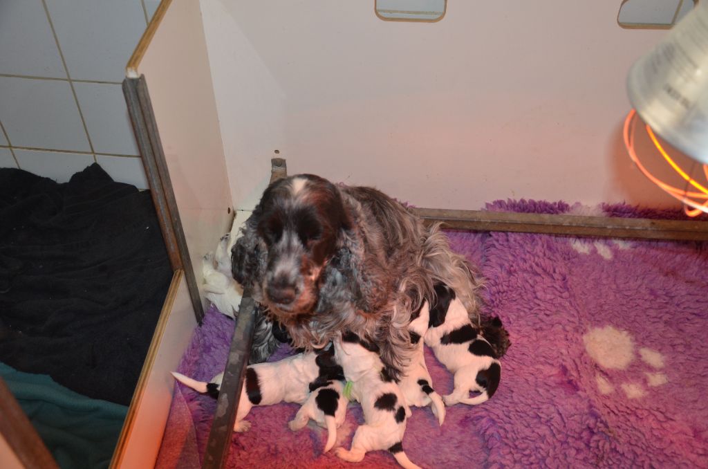 du Rieu-Grand - Chiots disponibles - Cocker Spaniel Anglais
