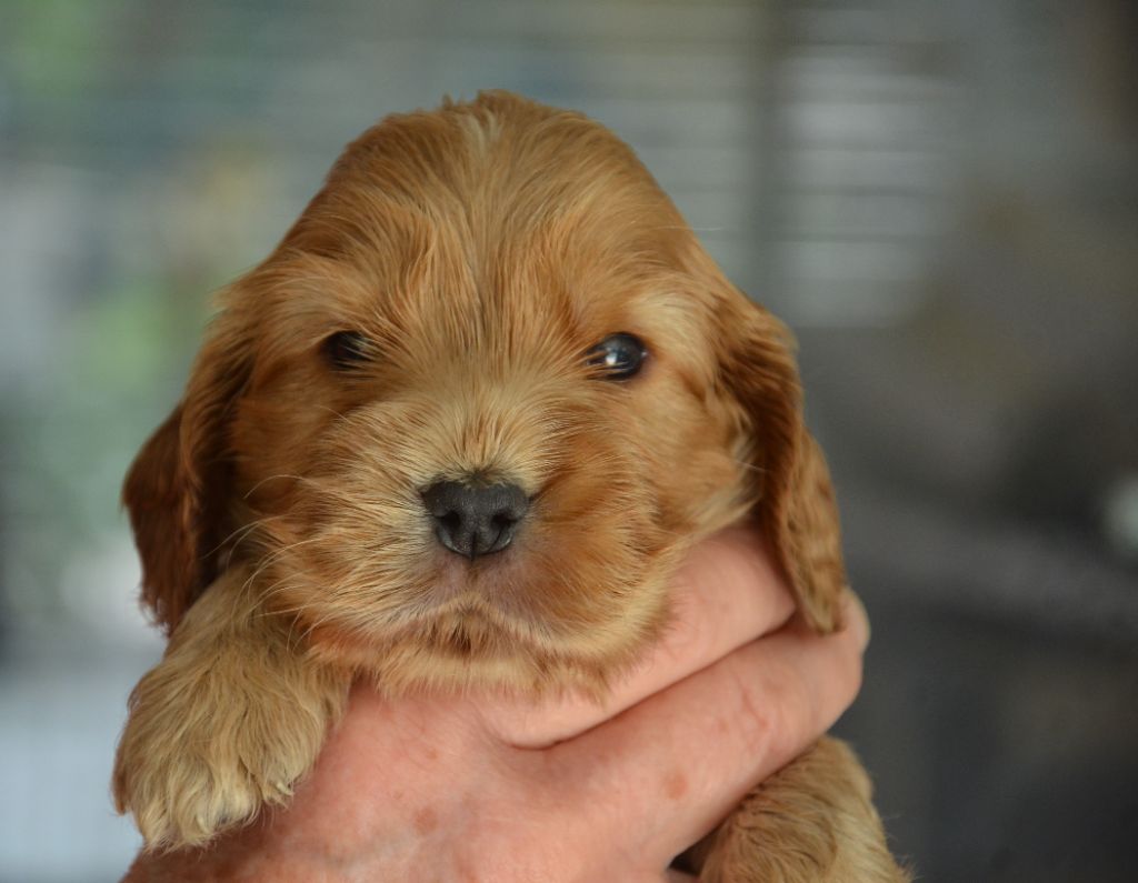 du Rieu-Grand - Chiots disponibles - Cocker Spaniel Anglais