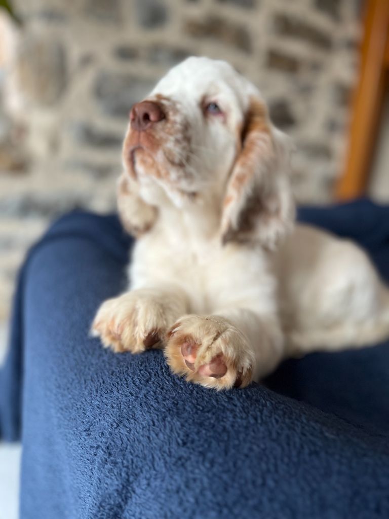 Chiot Clumber Spaniel du Rieu-Grand