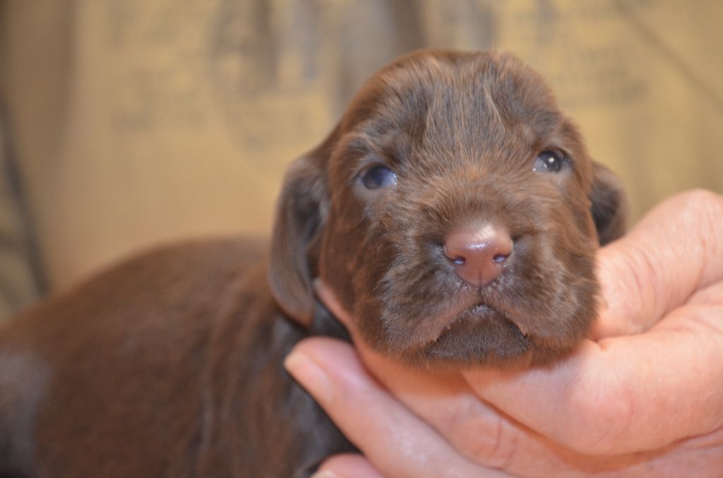 du Rieu-Grand - Chiots disponibles - Field Spaniel