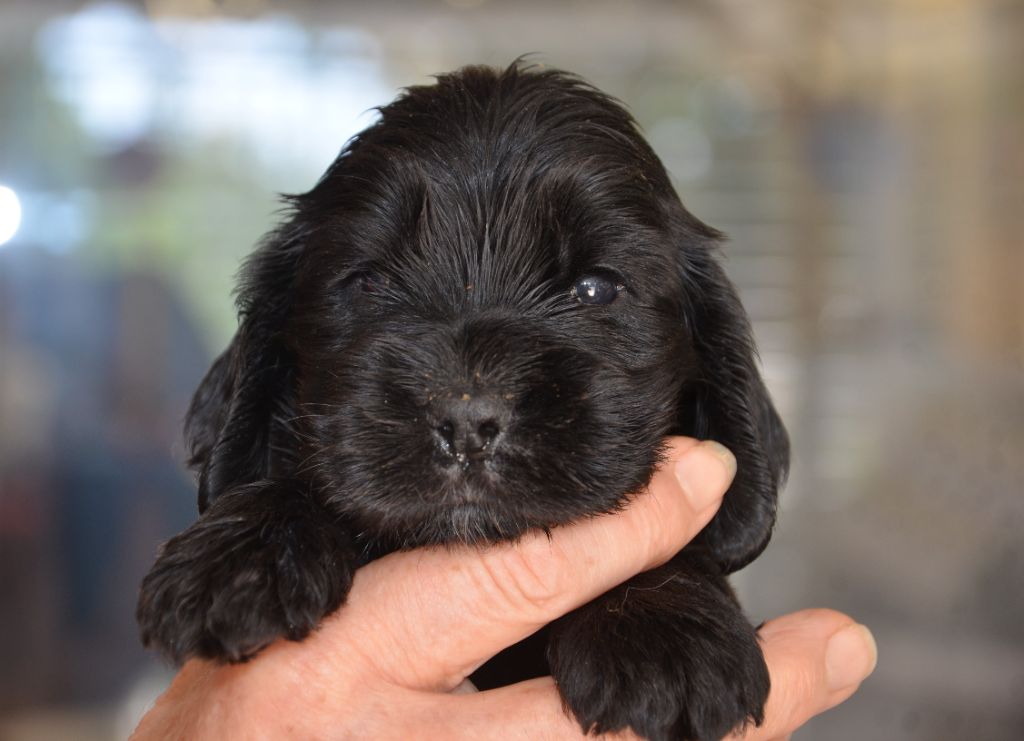 du Rieu-Grand - Chiots disponibles - Cocker Spaniel Anglais