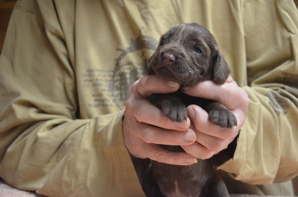 du Rieu-Grand - Chiots disponibles - Field Spaniel