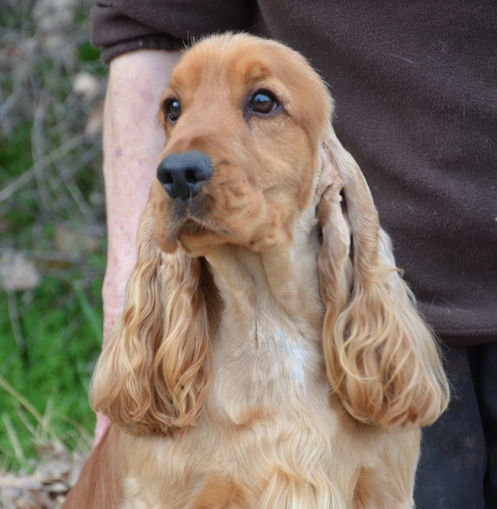 Chiot Cocker Spaniel Anglais du Rieu-Grand