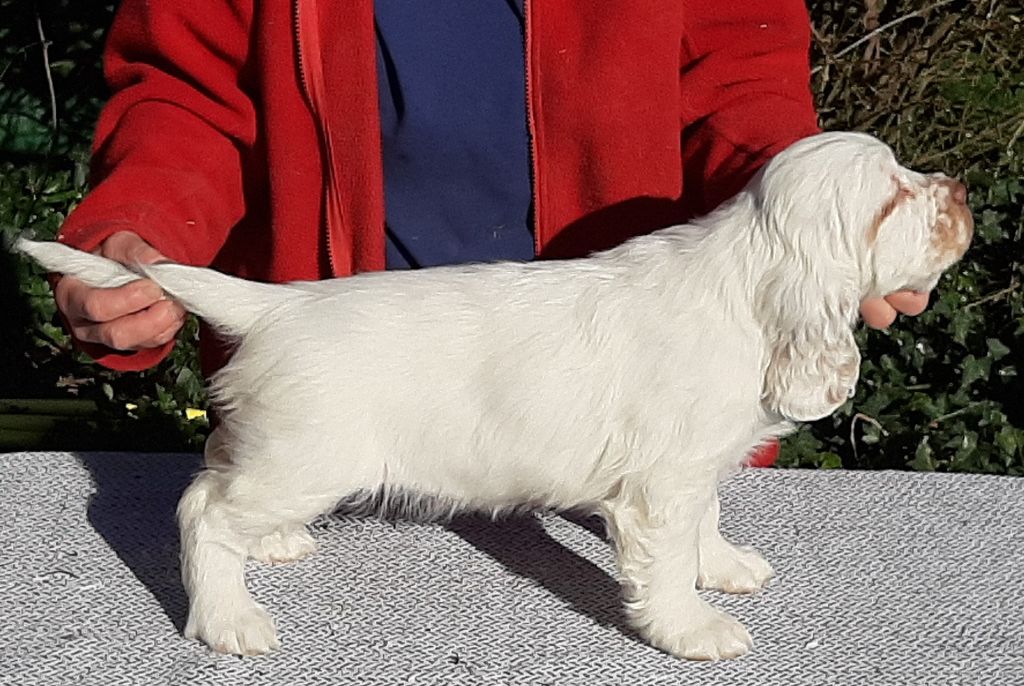 du Rieu-Grand - Clumber Spaniel - Portée née le 20/01/2021