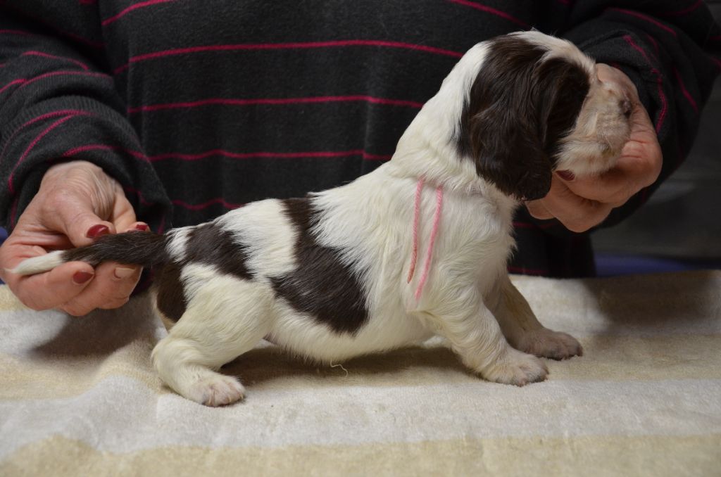 du Rieu-Grand - Chiots disponibles - English Springer Spaniel