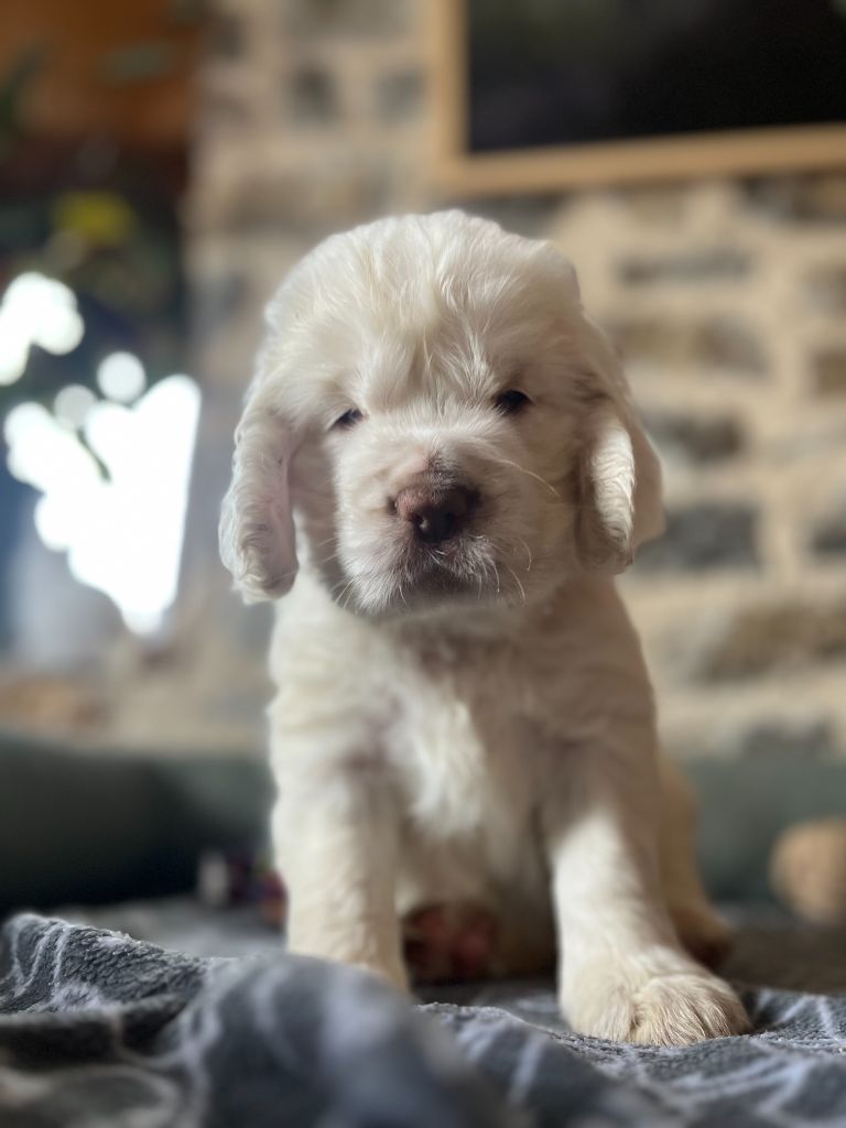 du Rieu-Grand - Chiots disponibles - Clumber Spaniel