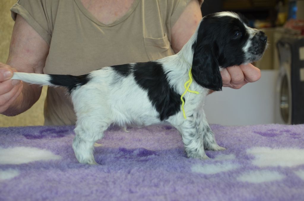 du Rieu-Grand - Chiots disponibles - Cocker Spaniel Anglais