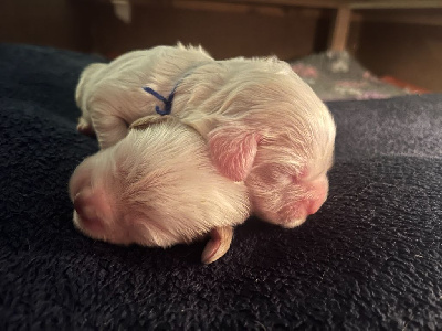 CHIOT 3