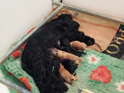 CHIOT 6 collier violet