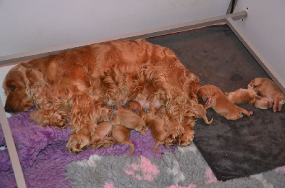 CHIOT collier moutarde