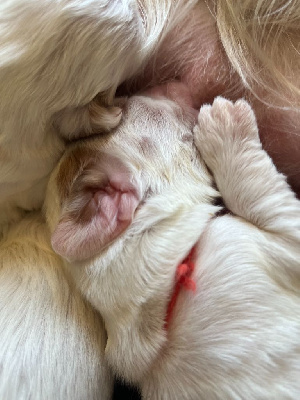 CHIOT 6