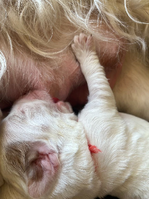 CHIOT 4
