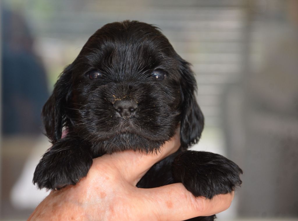 du Rieu-Grand - Chiots disponibles - Cocker Spaniel Anglais