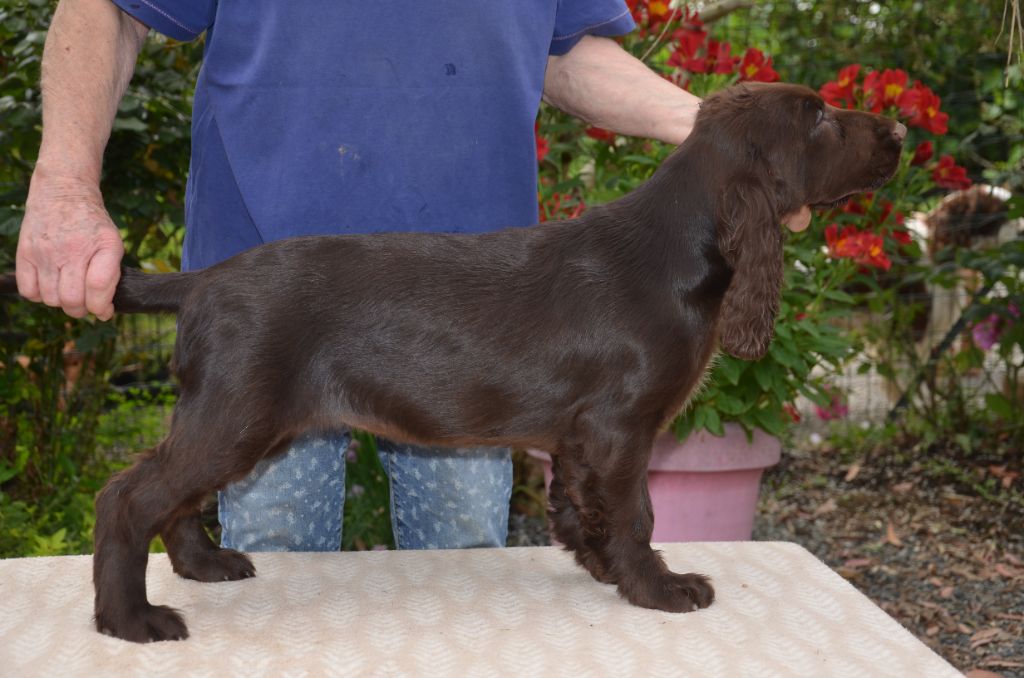 Chiot Field Spaniel du Rieu-Grand