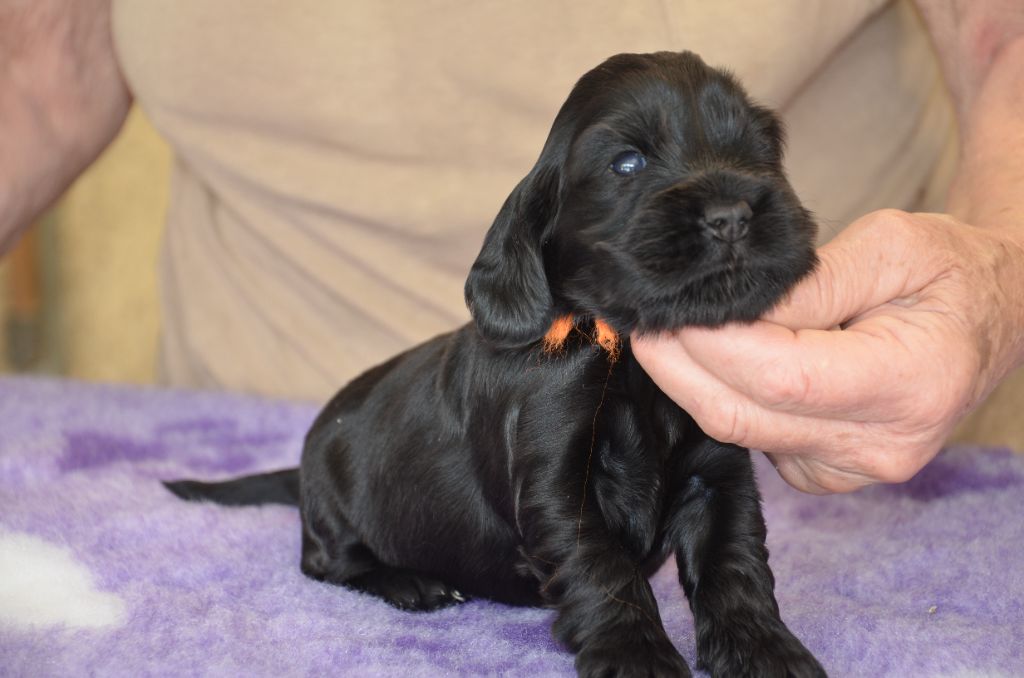 du Rieu-Grand - Chiots disponibles - Cocker Spaniel Anglais