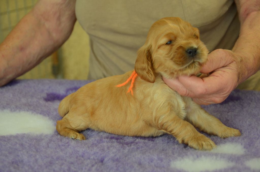 du Rieu-Grand - Chiots disponibles - Cocker Spaniel Anglais
