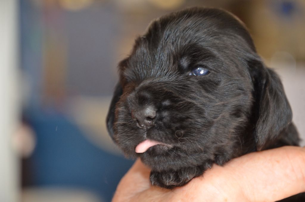 du Rieu-Grand - Chiots disponibles - Cocker Spaniel Anglais