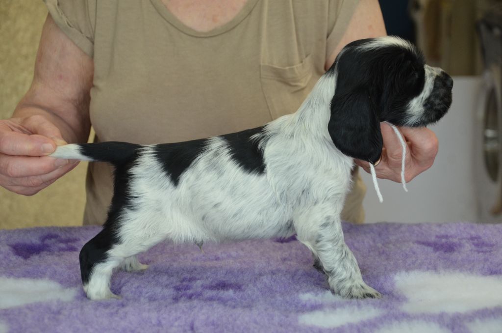 du Rieu-Grand - Chiots disponibles - Cocker Spaniel Anglais
