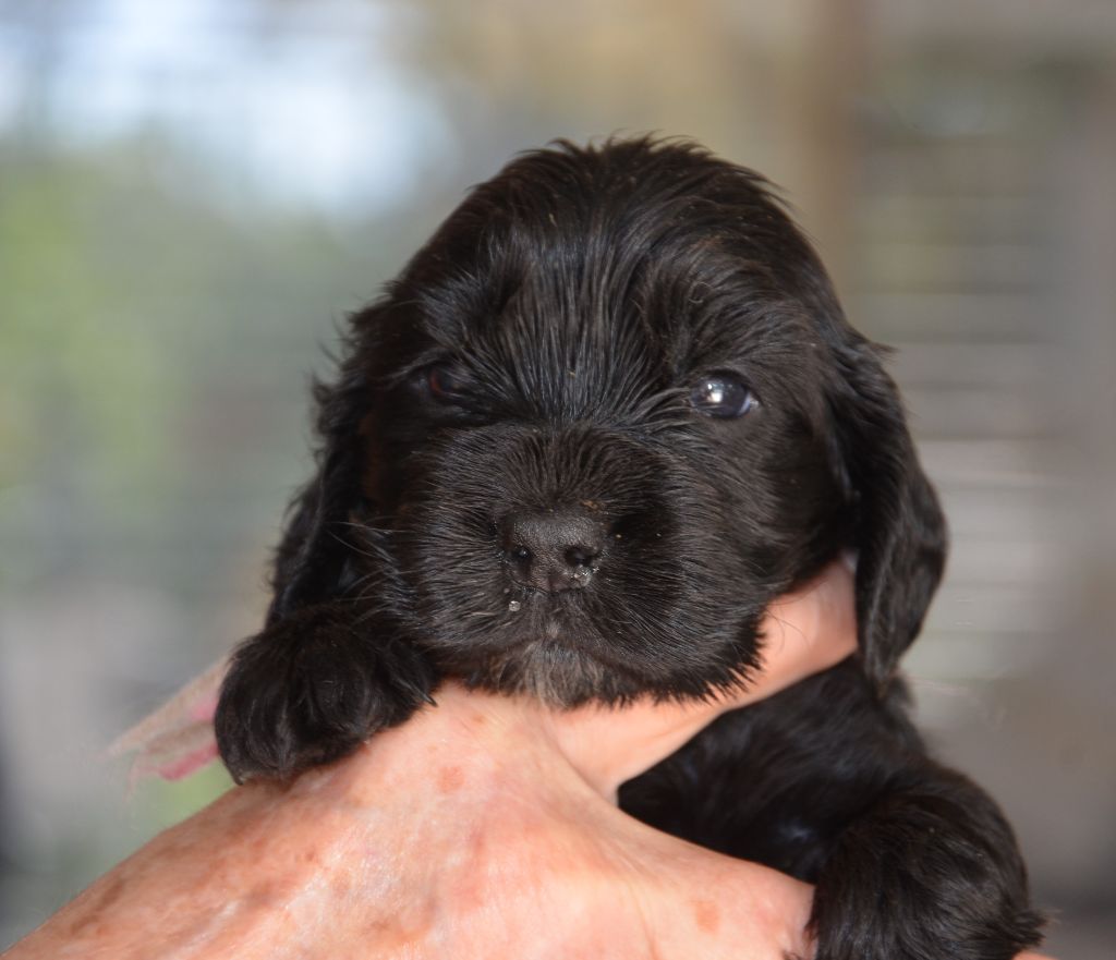 du Rieu-Grand - Chiots disponibles - Cocker Spaniel Anglais
