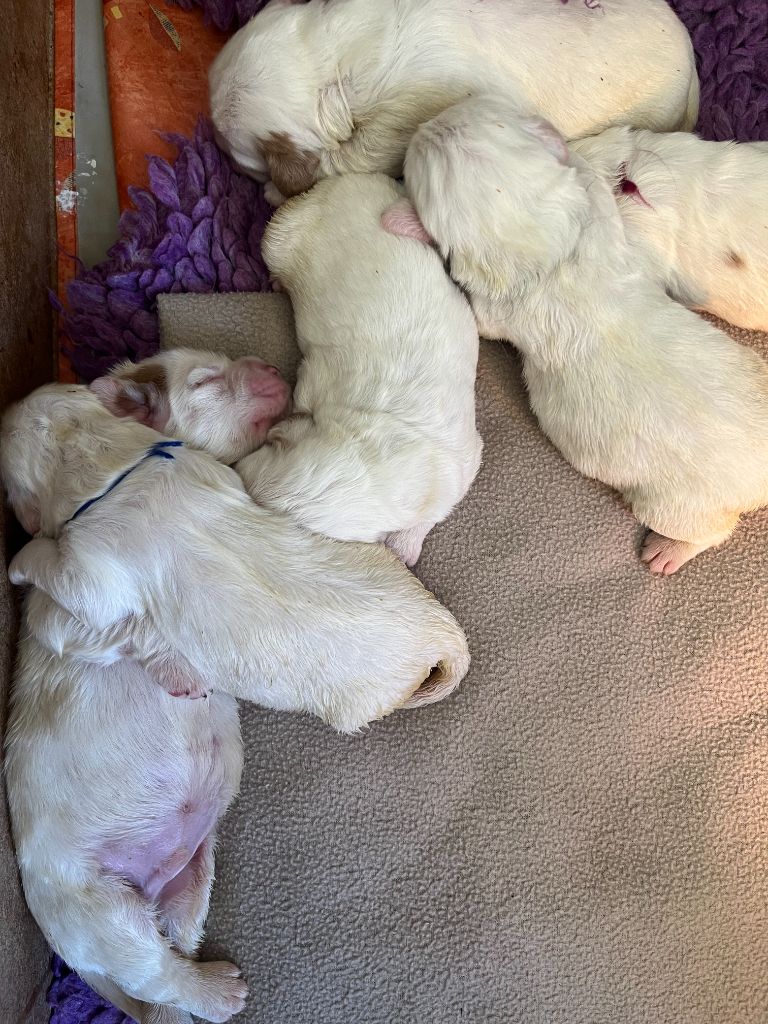 du Rieu-Grand - Chiots disponibles - Clumber Spaniel