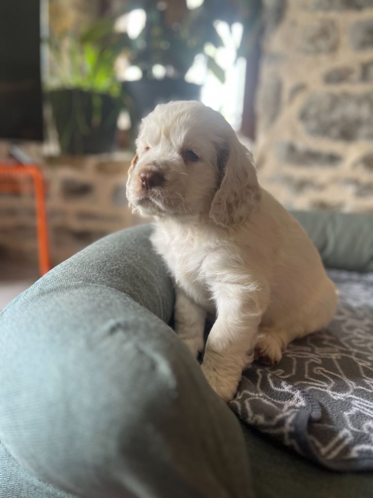 du Rieu-Grand - Chiots disponibles - Clumber Spaniel