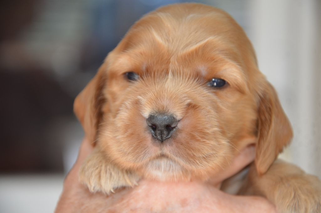 du Rieu-Grand - Chiots disponibles - Cocker Spaniel Anglais
