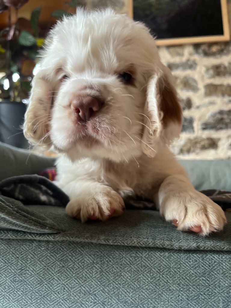 du Rieu-Grand - Chiots disponibles - Clumber Spaniel