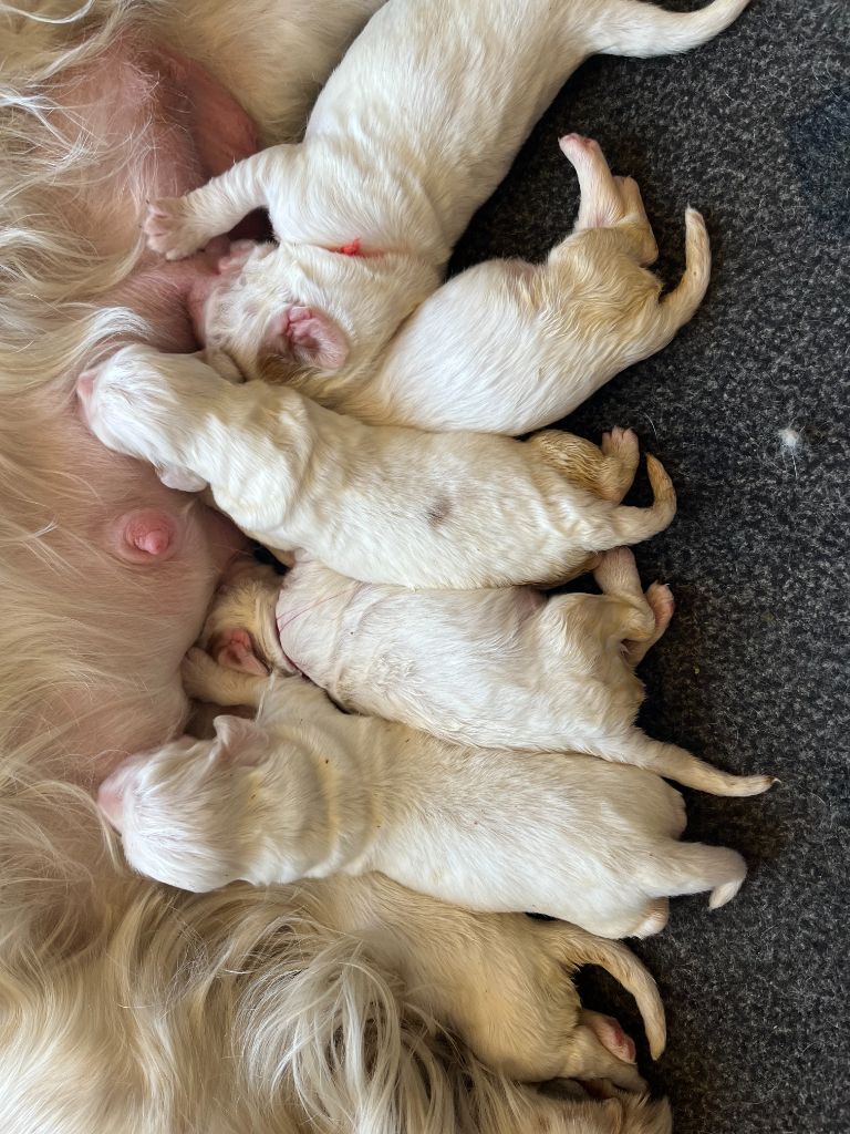 du Rieu-Grand - Chiots disponibles - Clumber Spaniel