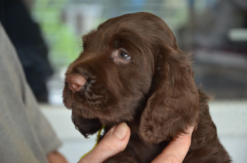 du Rieu-Grand - Chiots disponibles - Field Spaniel