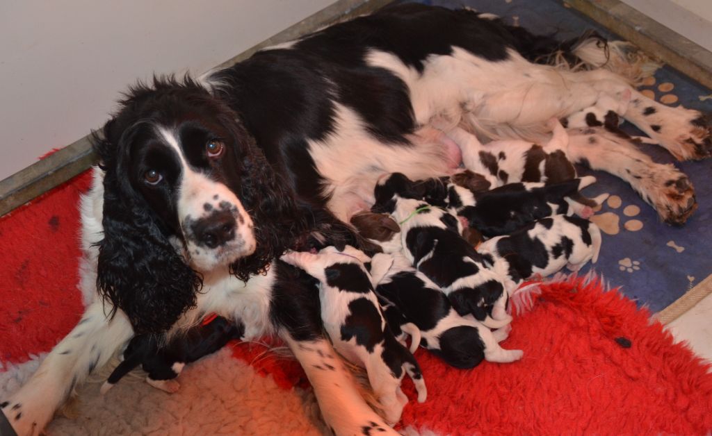 du Rieu-Grand - English Springer Spaniel - Portée née le 14/02/2025