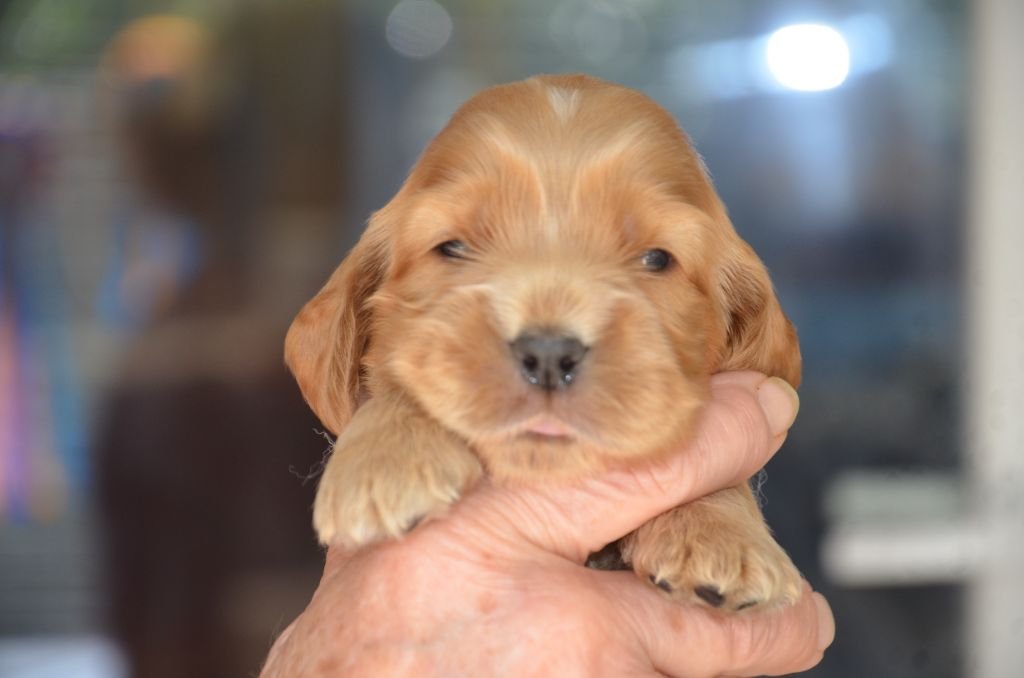 du Rieu-Grand - Chiots disponibles - Cocker Spaniel Anglais