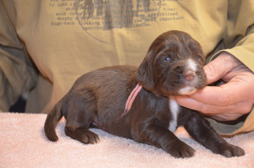 du Rieu-Grand - Chiots disponibles - Field Spaniel