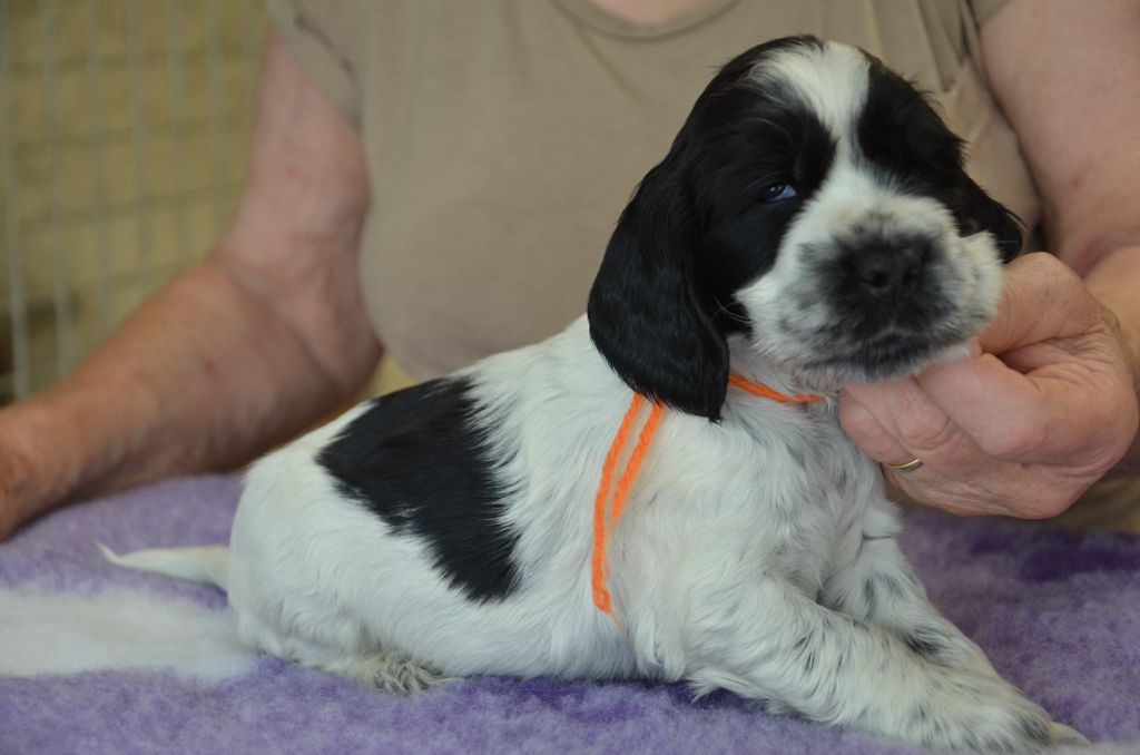 du Rieu-Grand - Chiots disponibles - Cocker Spaniel Anglais